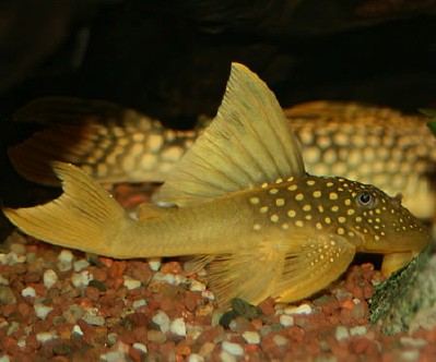 L200 Yellow Spotted Green Phantom Pleco - 4 inch